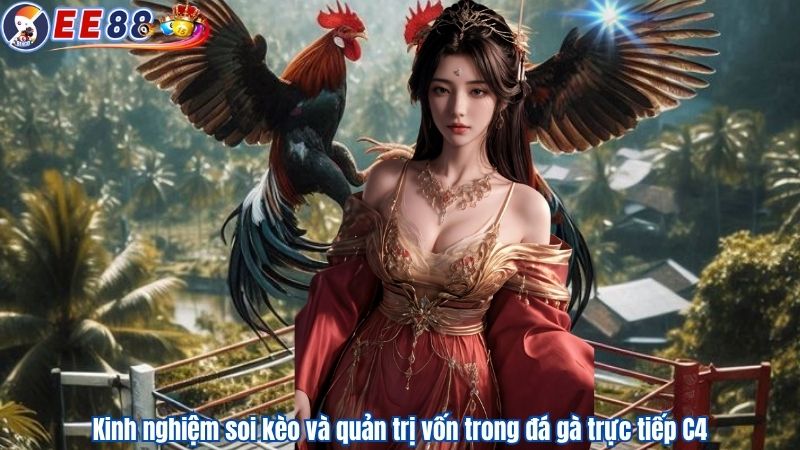 Kinh nghiệm soi kèo và quản trị vốn trong đá gà trực tiếp C4